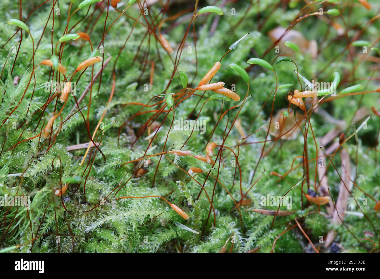 Herzogiella seligeri und seine kegelförmigen Kapseln auf dem faulen Stamm in Raasepori, Südwestfinnland Stockfoto