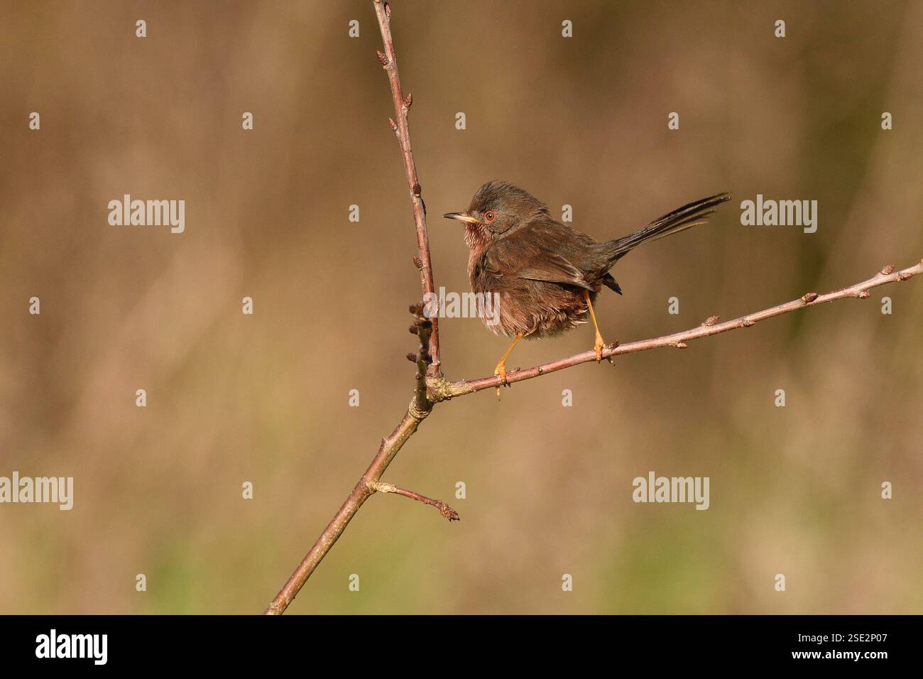 Dartford Warbler ruht im Winter auf einem Sträucher. England, Großbritannien. Stockfoto