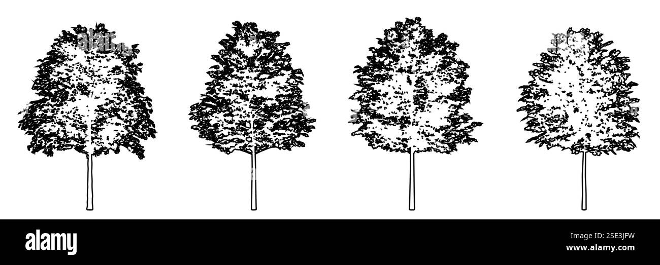 Legen Sie eine Sammlung von gemeinsamen Lindenbäumen als schwarze Linie fest, die Silhouette auf weißem Hintergrund zeichnet. Konzept oder konzeptueller Vektor für Natur, Planet Stock Vektor