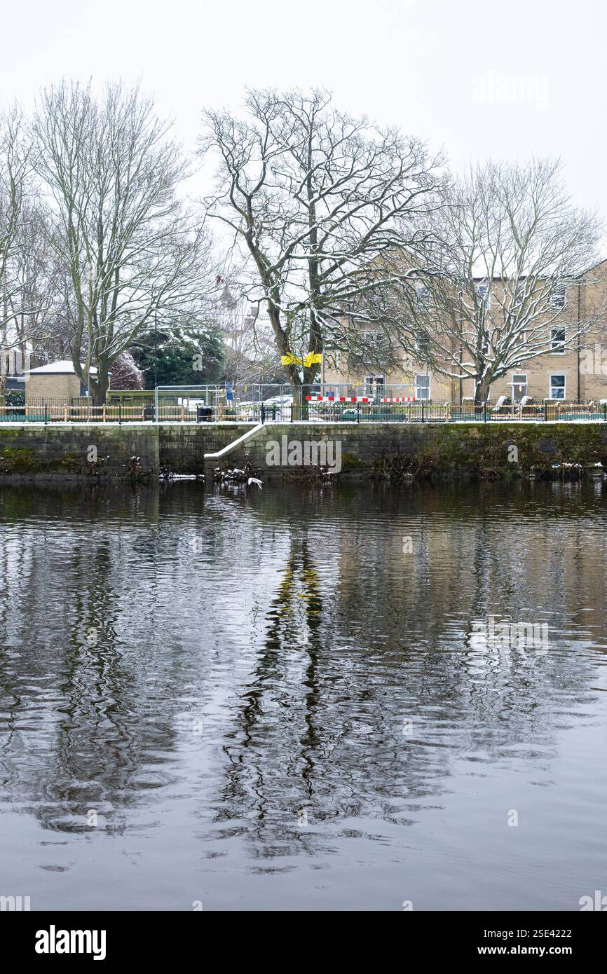 Tittybottle Oak Tree, Tittybottle Park, Otley, West Yorkshire – Eiche, die mit gelben Bändern bedeckt war, bevor sie gefällt wurde Stockfoto