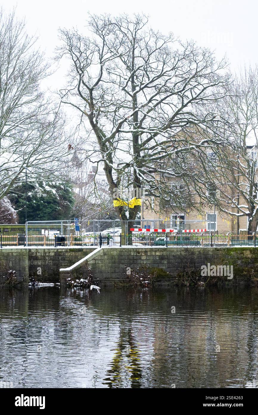 Tittybottle Oak Tree, Tittybottle Park, Otley, West Yorkshire – Eiche, die mit gelben Bändern bedeckt war, bevor sie gefällt wurde Stockfoto