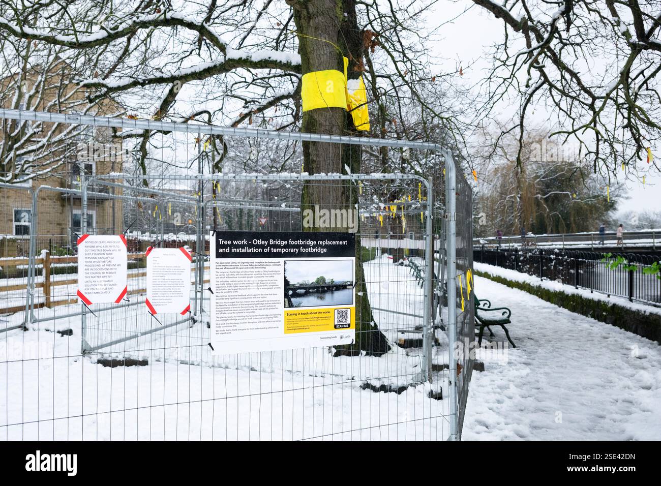 Tittybottle Oak Tree, Tittybottle Park, Otley, West Yorkshire – Eiche, die mit gelben Bändern bedeckt war, bevor sie gefällt wurde Stockfoto