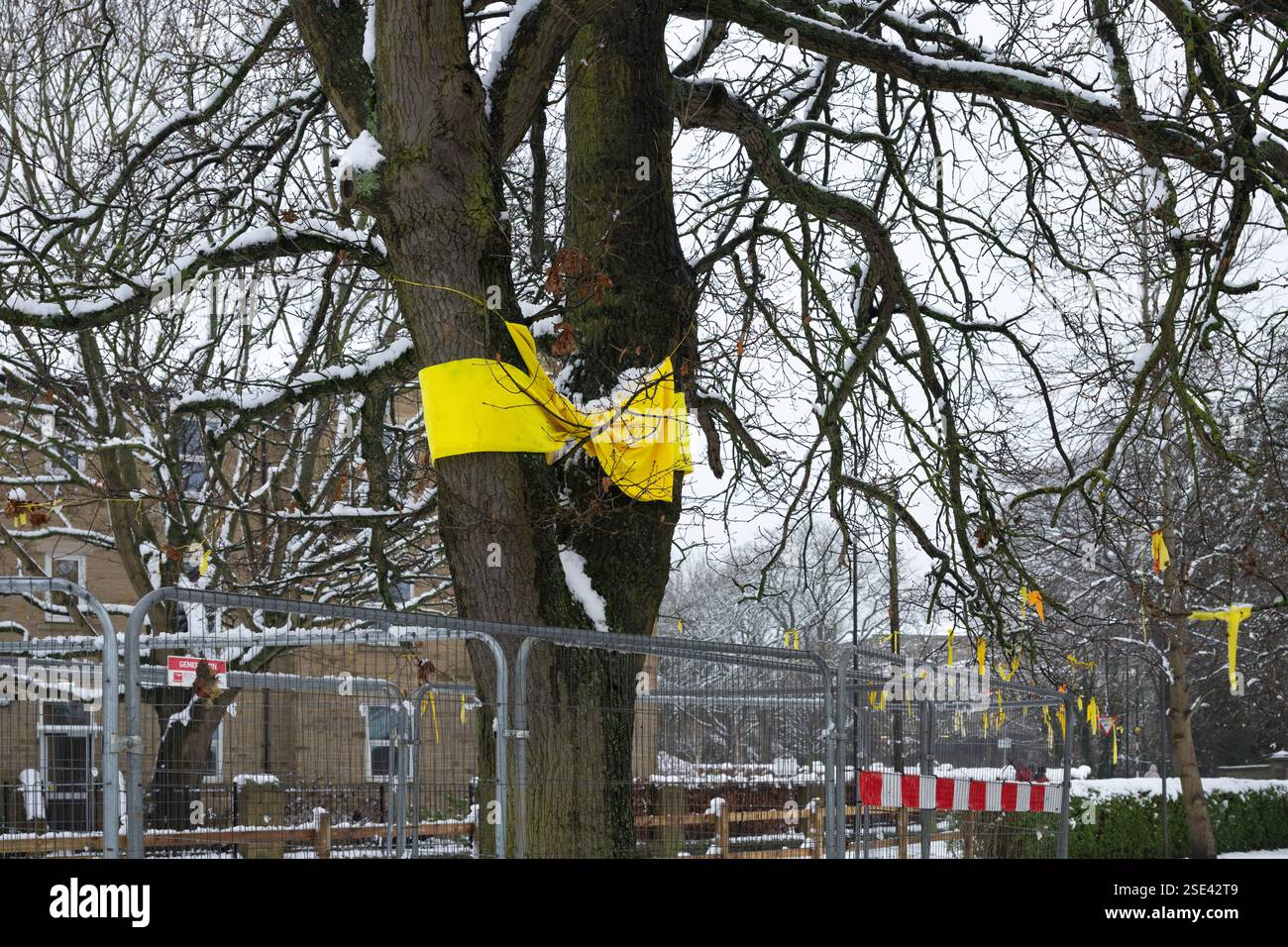 Tittybottle Oak Tree, Tittybottle Park, Otley, West Yorkshire – Eiche, die mit gelben Bändern bedeckt war, bevor sie gefällt wurde Stockfoto