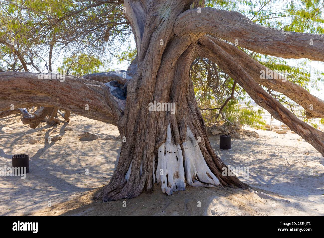 Der Baum des Lebens (ca. ab 1582) mitten in der Arabischen Wüste in Bahrain Stockfoto