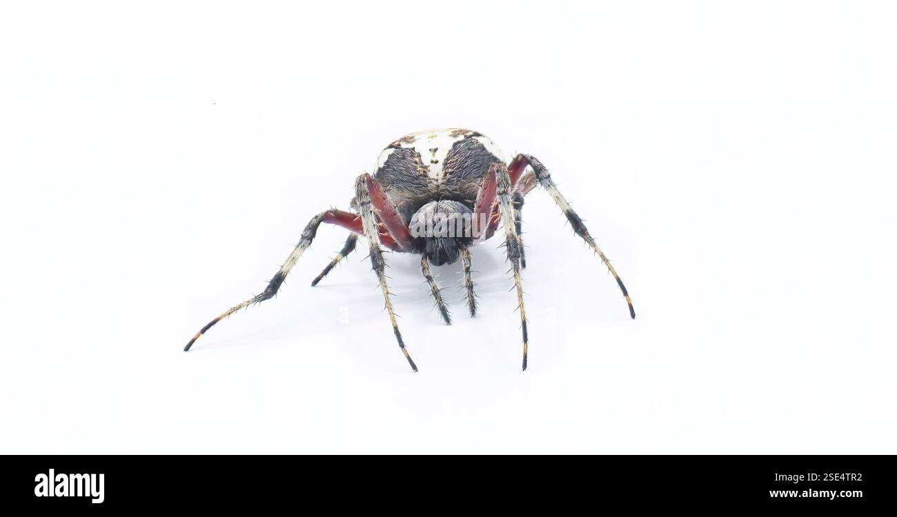 Gravid weibliche Erwachsene rote, gefleckte Orbweaver-Spinne - Neoscona domiciliorum - mit hellweißer oder gelber Markierung auf der Rückseite des Bauches und Stockfoto