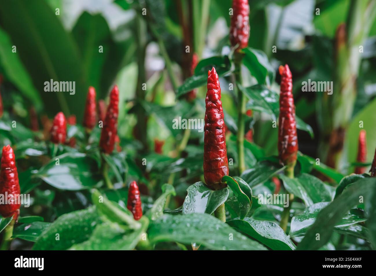 Close-up-Blume Roter Ingwer, auch bekannt als Rote Spirallilie, mit nassgrünen Blättern Stockfoto