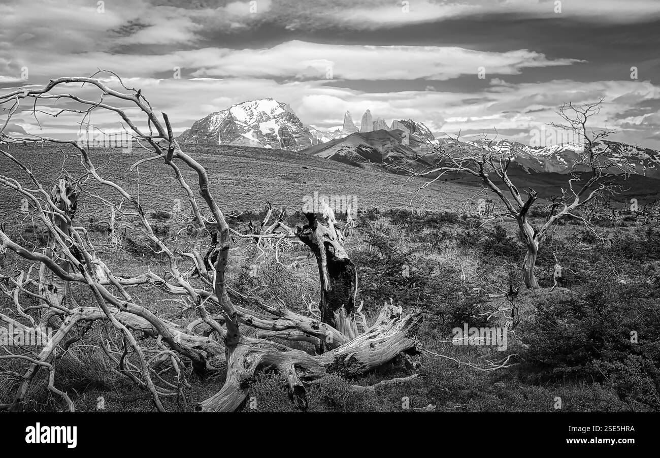 Gebleichte Längsäste von Waldbränden hinterlassen skulpturale Formen im Nationalpark Torres del Paine im chilenischen Patagonien mit dem Massiv dahinter Stockfoto