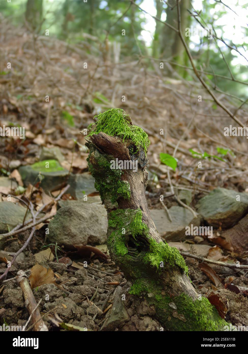 Nahaufnahme von moosbedecktem Holz wie ein Vogelkopf in einer Waldumgebung Stockfoto