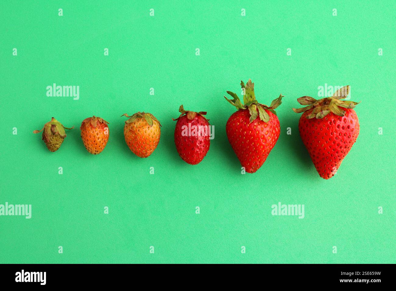 Auswahl der richtigen Größe für die Ernte von Erdbeeren Stockfoto