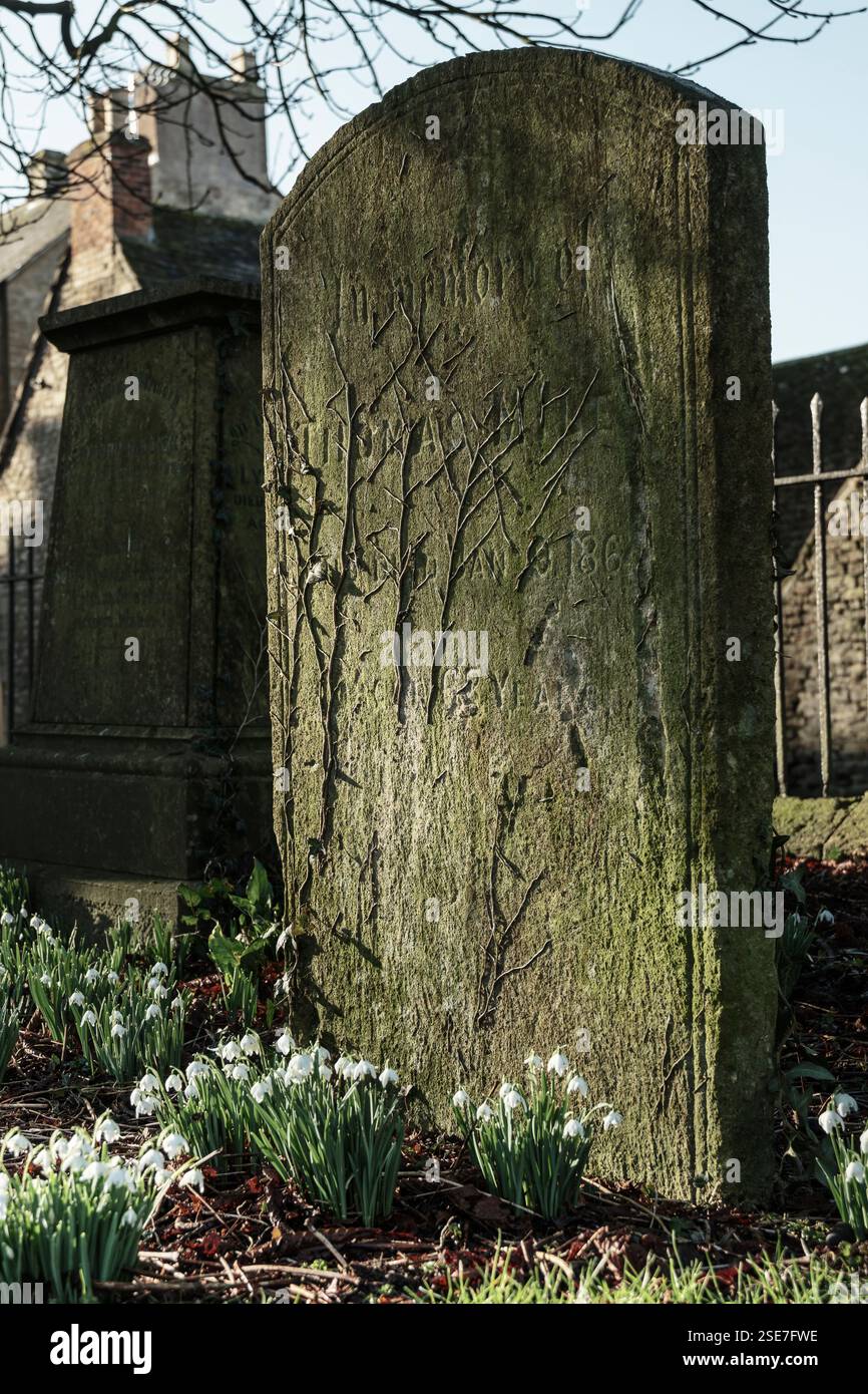 Malmesbury, Wiltshire – um einen längst vergessenen Grabstein wachsen Schneeglöckchen in einer ruhigen Ecke der alten Abtei in Malmesbury, Wiltshire, England. Stockfoto