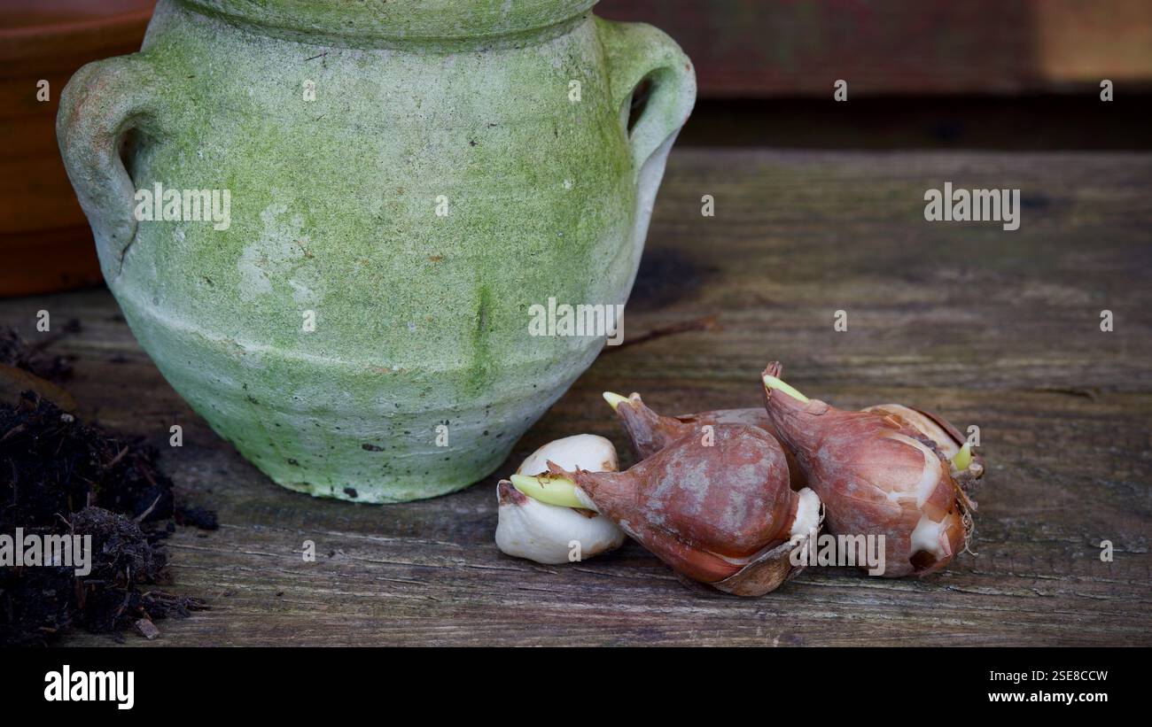 Ein verwitterter Pflanztopf auf hölzernem Hintergrund. Blumenzwiebeln, Pflanzen Erde. Stockfoto