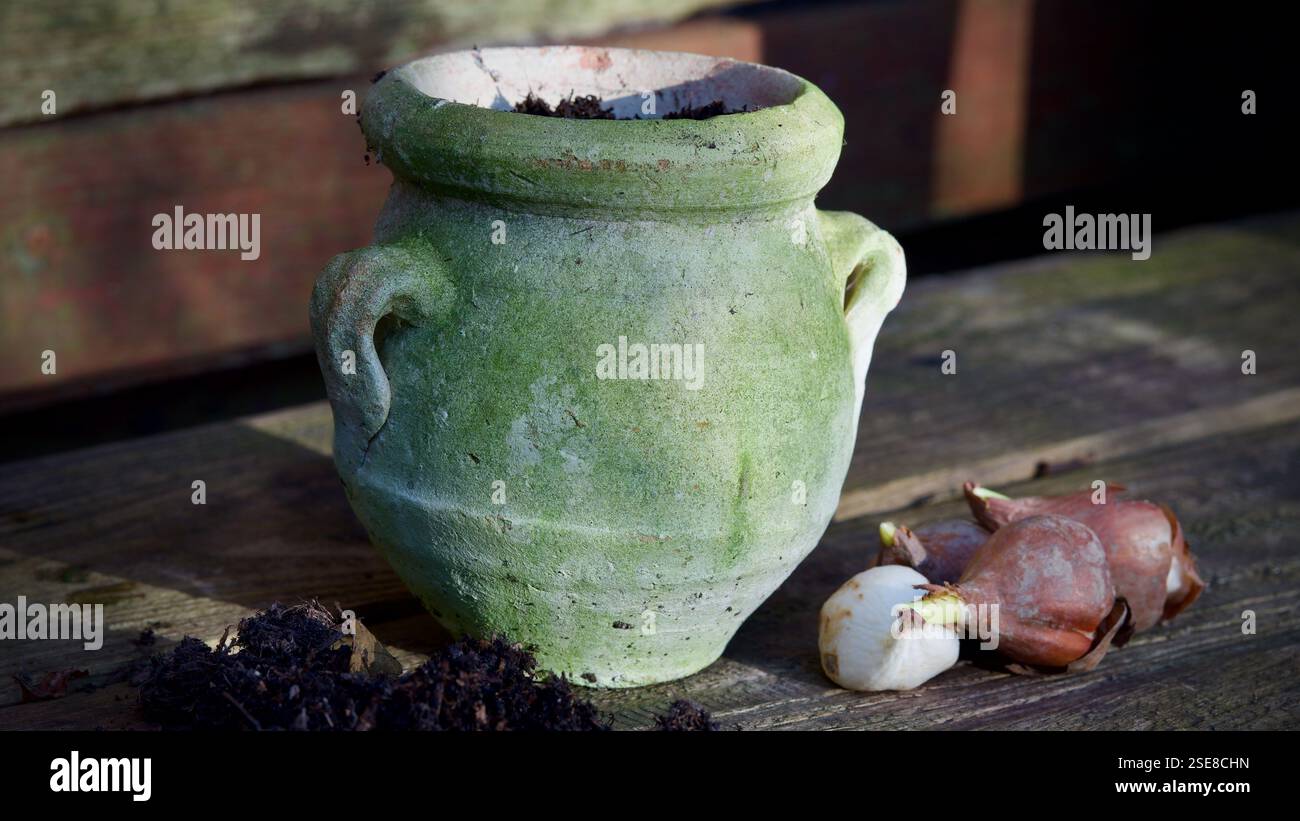 Ein verwitterter Pflanztopf auf hölzernem Hintergrund. Blumenzwiebeln, Pflanzen Erde. Stockfoto