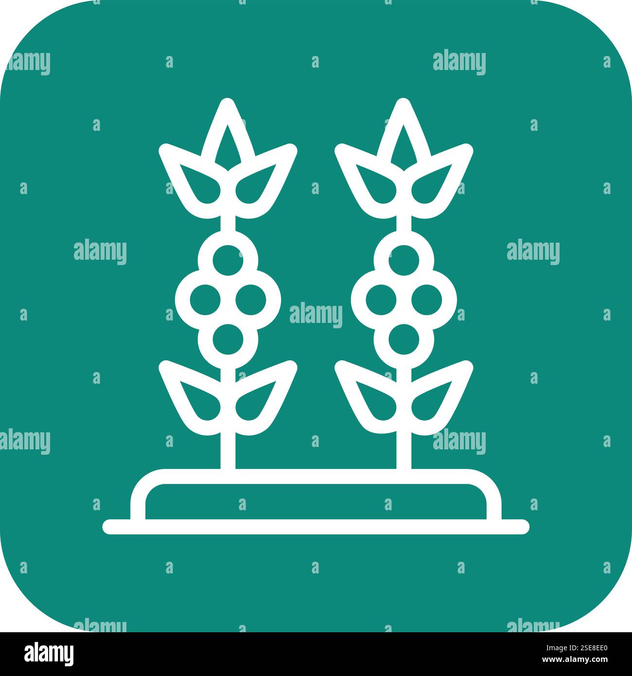 Kaffeepflanze Vektor-Symbol-Design-Illustration Stock Vektor