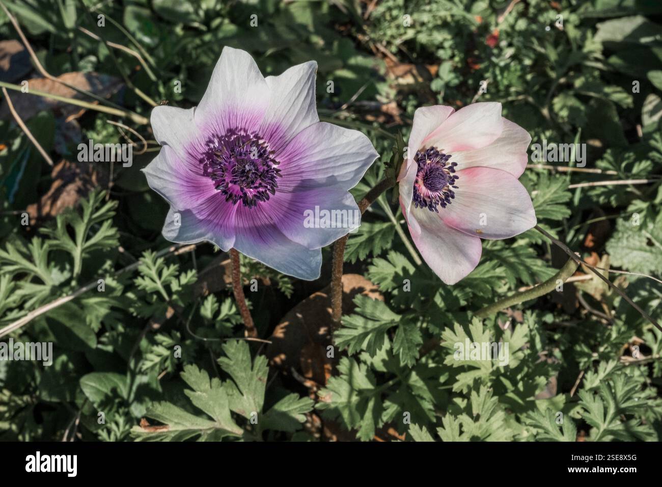 Anemone blüht auf einer Wiese Stockfoto