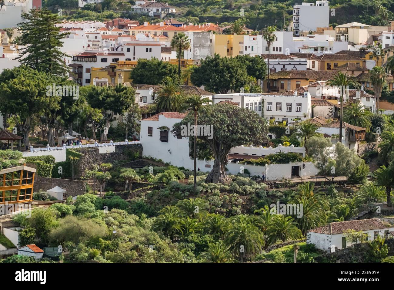 Aus der Vogelperspektive des berühmten Drachenbaums in Icod de los Vinos, Teneriffa, Spanien Stockfoto