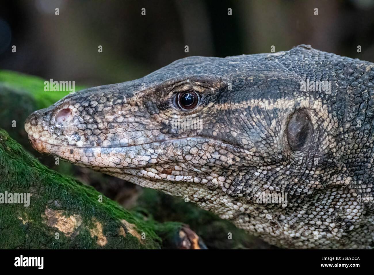 Detail des Kopfes, asiatischer Wassermonitor, Varanus salvator, Sungei Buloh Wetland Reserve, Singapur Stockfoto