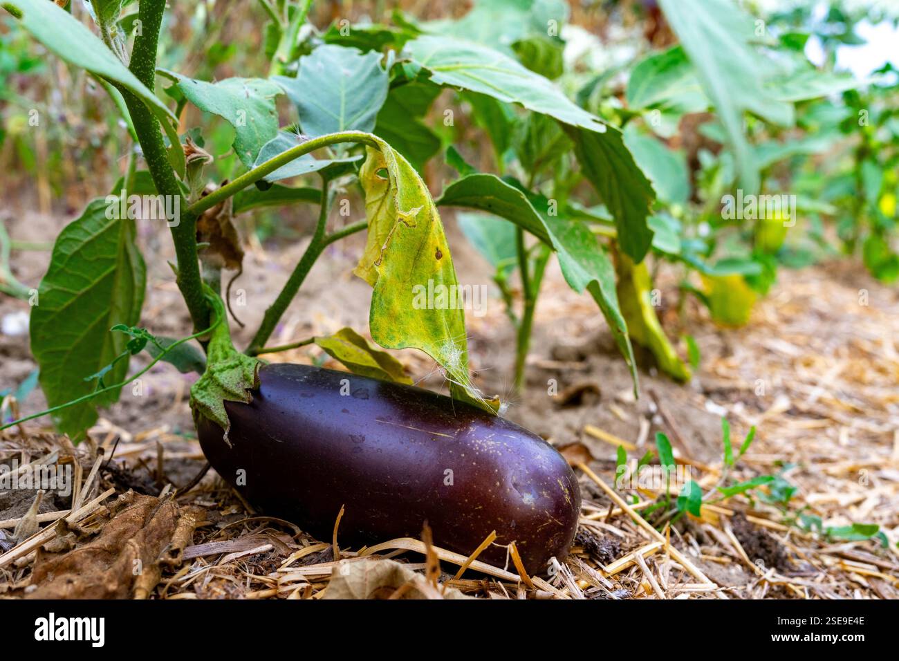 Eine lebendige Aubergine liegt auf dem Boden, teilweise bedeckt mit grünen Blättern. Der Garten blüht und zeigt eine gesunde Wachstumsumgebung in warmen Farben Stockfoto