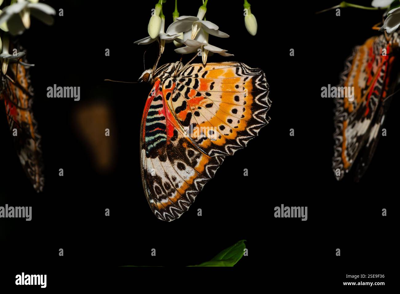 Nahaufnahme eines lebendigen Schmetterlings mit komplexen orange, schwarz und weiß gemusterten Flügeln, die zart weiße Blumen vor dunklem Hintergrund fressen Stockfoto
