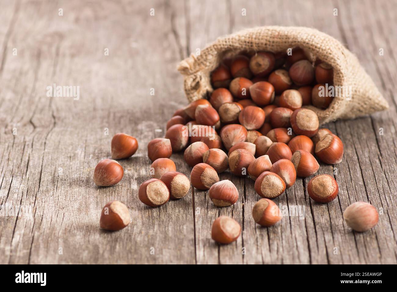 Haselnüsse, Filbert in Sackleinen auf rustikalem Holztisch. Haufen oder Stapel von Haselnüssen. Haselnuss Hintergrund, gesunde Nahrung Stockfoto