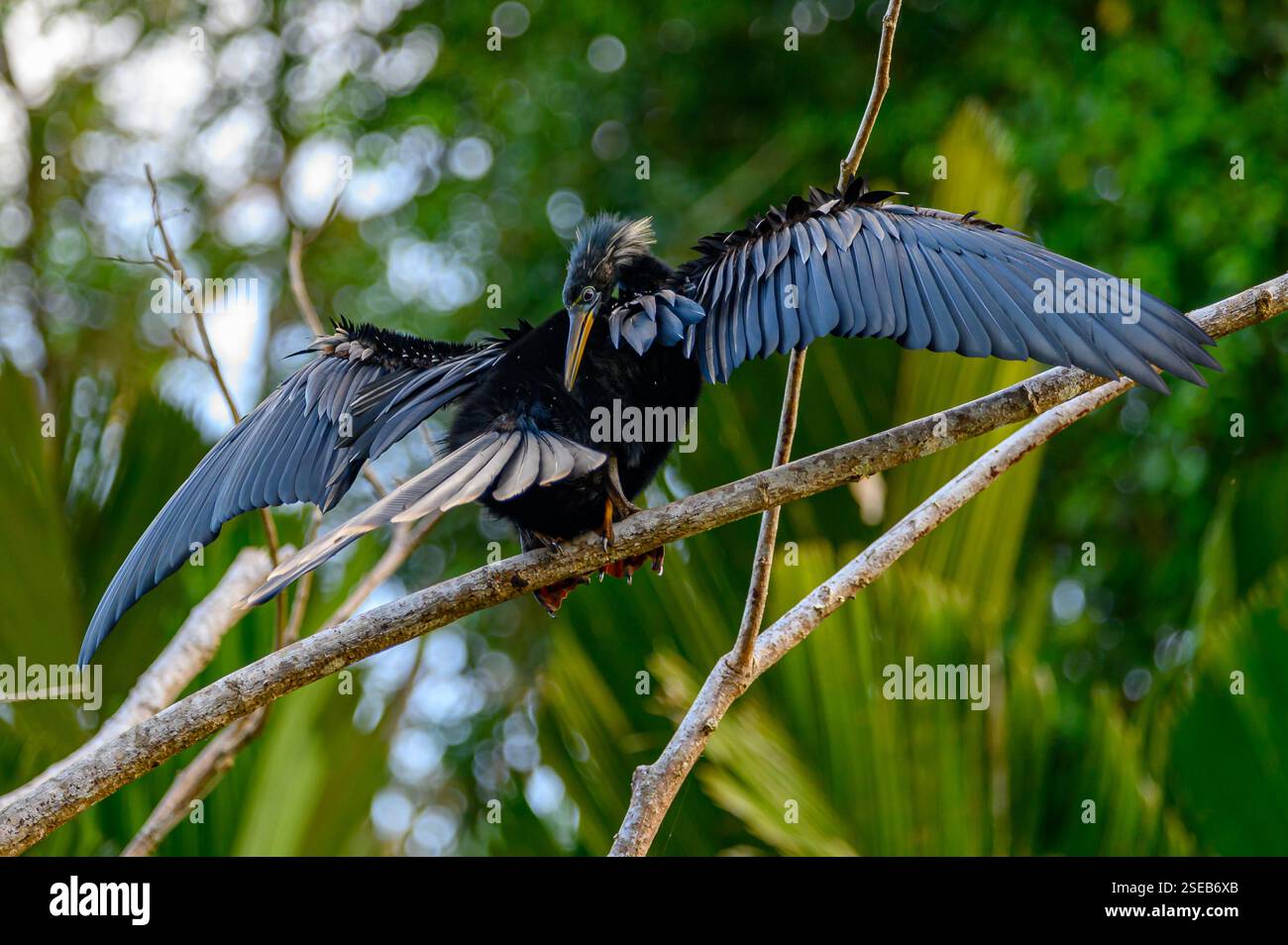 Ein amerikanischer Darter trocknet seine Federn auf einem Zweig im Tortuguero-Nationalpark, Costa Rica Stockfoto