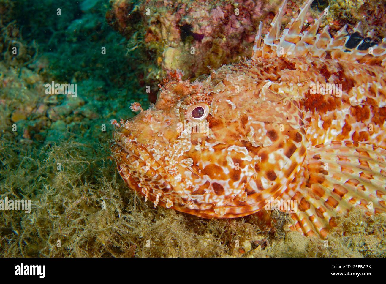 Scorpaena scrofa - große Skorpionfische Stockfoto