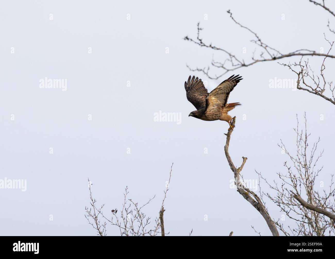 Ein Rotschwanzfalke Buteo jamaicensis fliegt von einem Baumzweig, um Beute zu überzeugen. Stockfoto