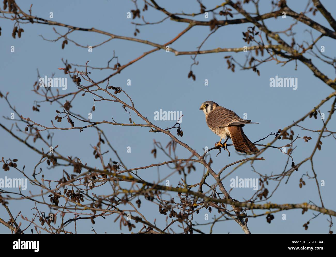 Ein amerikanischer Falco sparverius sucht nach einem Zweig und isst einen Frosch, den er gefangen hat. Stockfoto