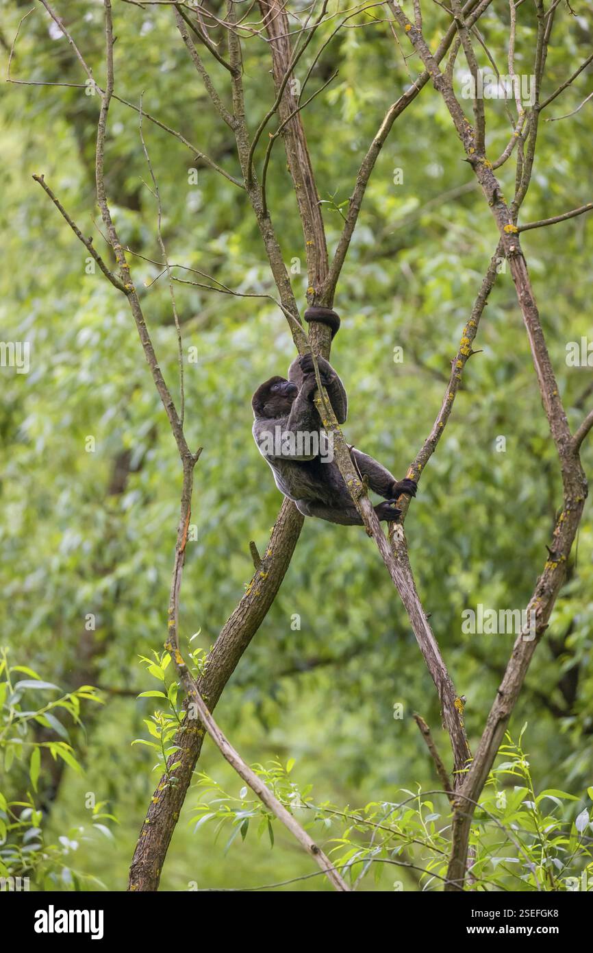 Ein gewöhnlicher Wollaffen, brauner Wollaffen oder Humboldts Wollaffen (Lagothrix lagothricha) klettert in einen Baum Stockfoto