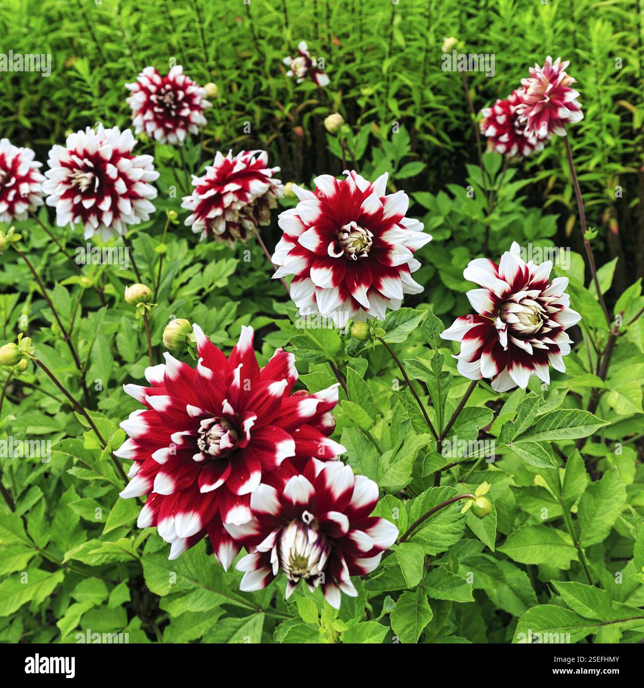 Garden Dahlia (Dahlia pinnata), Mount Congreve Gardens, County Waterford, Irland, Europa Stockfoto