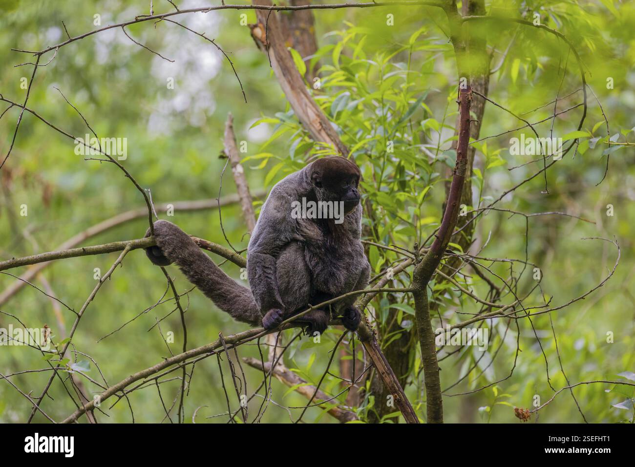 Ein gewöhnlicher Wollaffen, brauner Wollaffen oder Humboldts Wollaffen (Lagothrix lagothricha) klettert in einen Baum Stockfoto