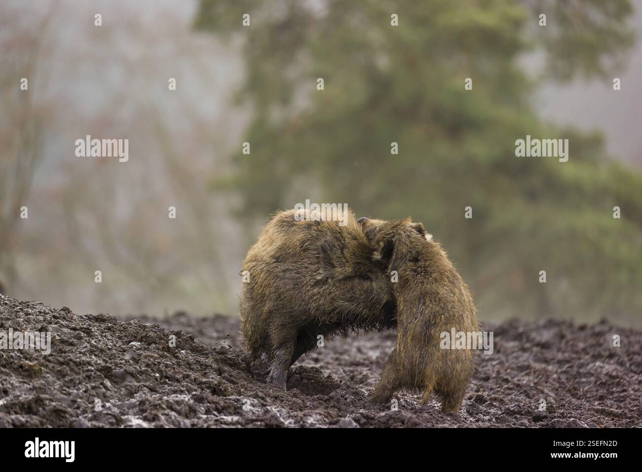 Zwei Wildschweine oder Wildschweine (Sus scrofa) kämpfen an einem nebeligen Tag auf einer Lichtung Stockfoto