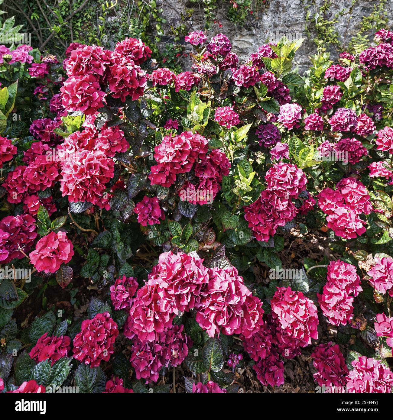Rosafarbene Blüten einer Hortensie, Mount Congreve Gardens, County Waterford, Irland, Europa Stockfoto