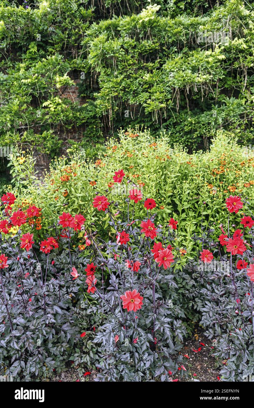 Rote Dahlien (Dahlia) in einem Blumenbeet, Mount Congreve Gardens, Gardens, County Waterford, Irland, Europa Stockfoto