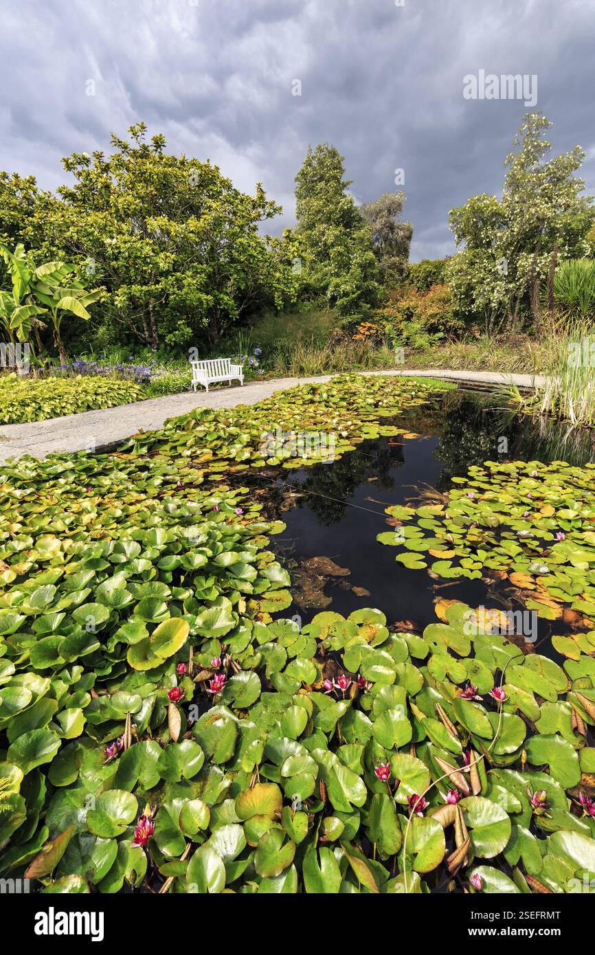 Seerosen auf einem Teich, Mount Congreve Gardens, Gardens, County Waterford, Irland, Europa Stockfoto