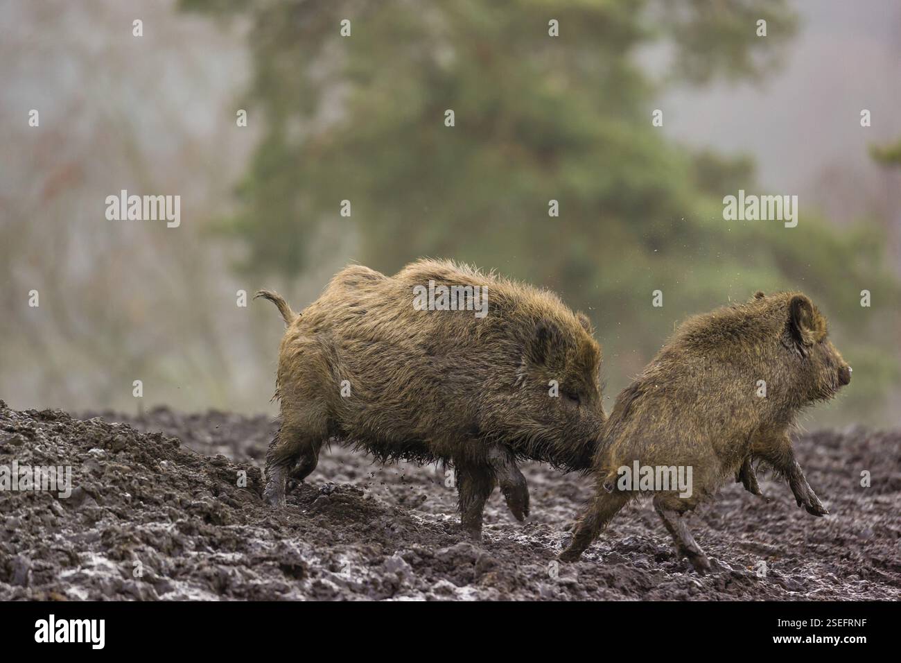 Zwei Wildschweine oder Wildschweine (Sus scrofa) kämpfen an einem nebeligen Tag auf einer Lichtung Stockfoto