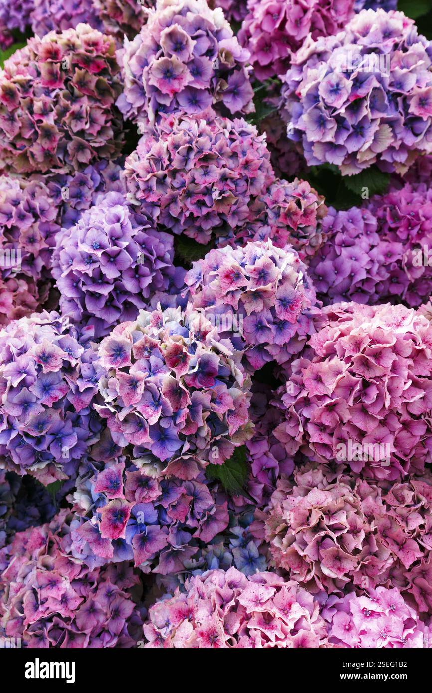Rosafarbene Blüten einer Hortensie, Vollformat, Nahaufnahme, Mount Congreve Gardens, County Waterford, Irland, Europa Stockfoto