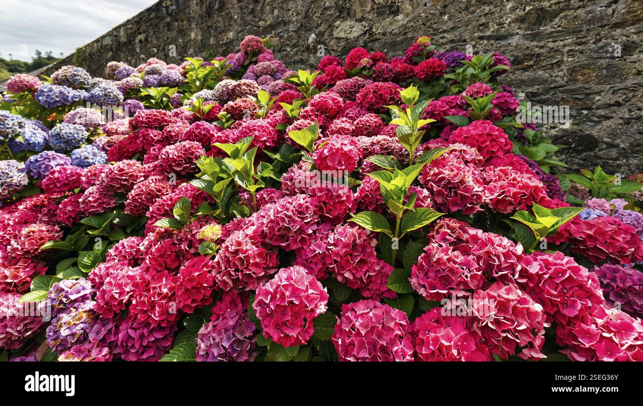 Rosafarbene Blüten einer Hortensie, Mount Congreve Gardens, County Waterford, Irland, Europa Stockfoto