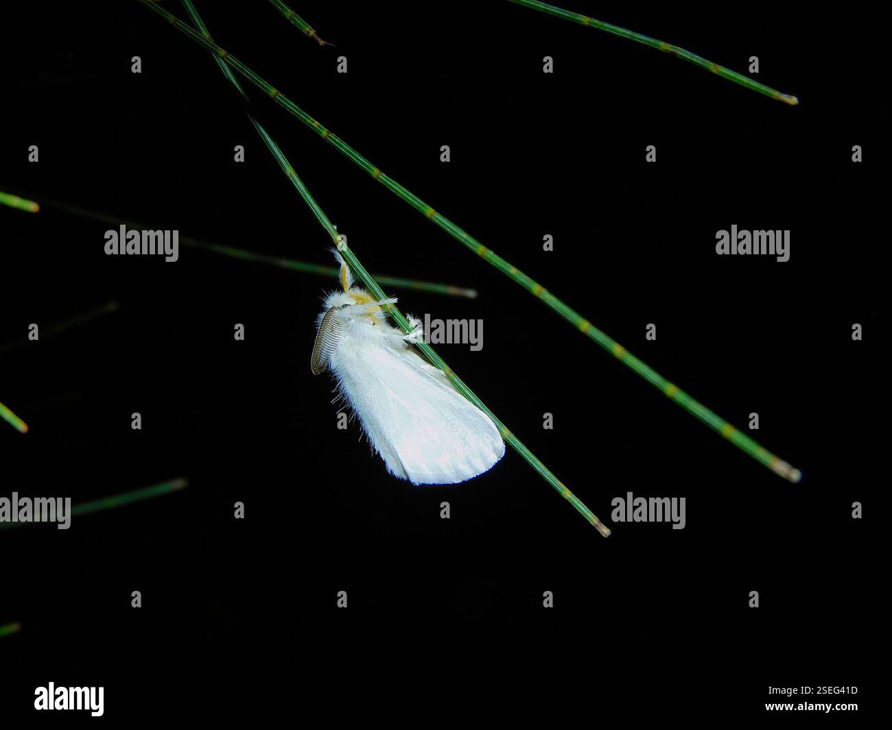 (Acyphas), Insecta, Hobart TAS, Australien, ich beginne jetzt stark zu vermuten, dass diese absolut reinen und unscharfen weißen Kaninchen der Mottenwelt, die definitiv meine Lieblingskinchen sind, egal wie regelmäßig sie sind, überhaupt keine Rush Motten sind, sondern eine Art unbekannter, vielleicht sogar nicht beschriebener Art von Tussock Moth!!! Sicher, es wäre toll zu wissen, was los ist; der Allesfressende, der auch hier lebt, hat eine markante dunkelrote Hautblume auf dem Kopf und einen einzigen schwarzen Fleck auf den Flügeln, wo diese komplett weiß und mit gelber Haut sind... Stockfoto