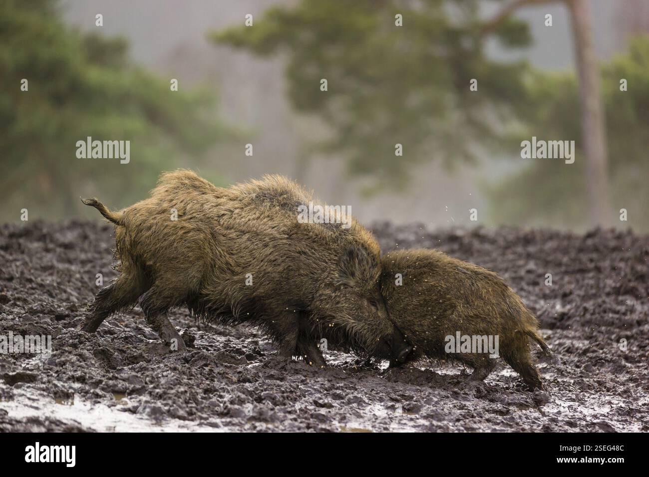 Zwei Wildschweine oder Wildschweine (Sus scrofa) kämpfen an einem nebeligen Tag auf einer Lichtung Stockfoto