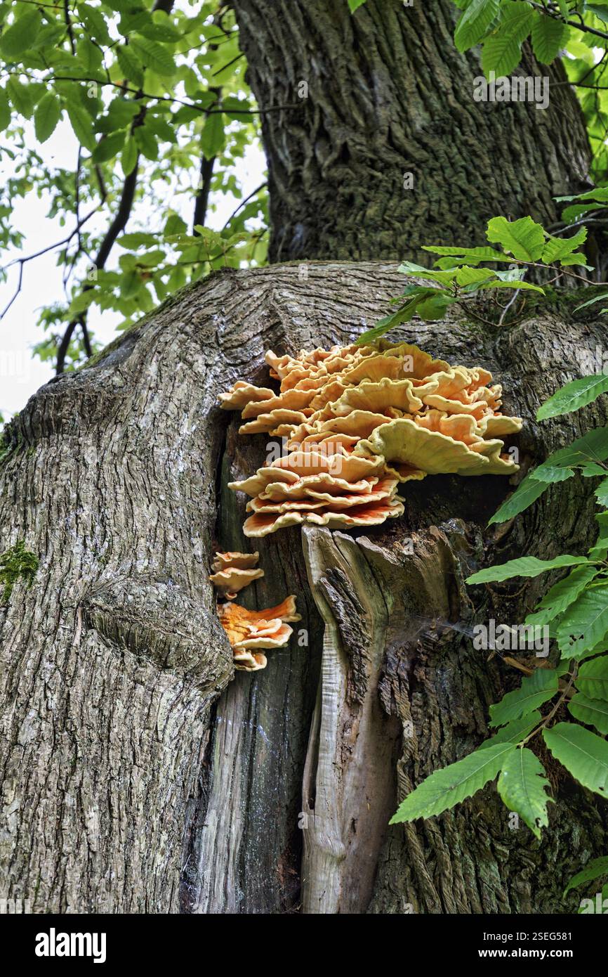 Baumpilz, Mount Congreve Gardens, Gardens, County Waterford, Irland, Europa Stockfoto