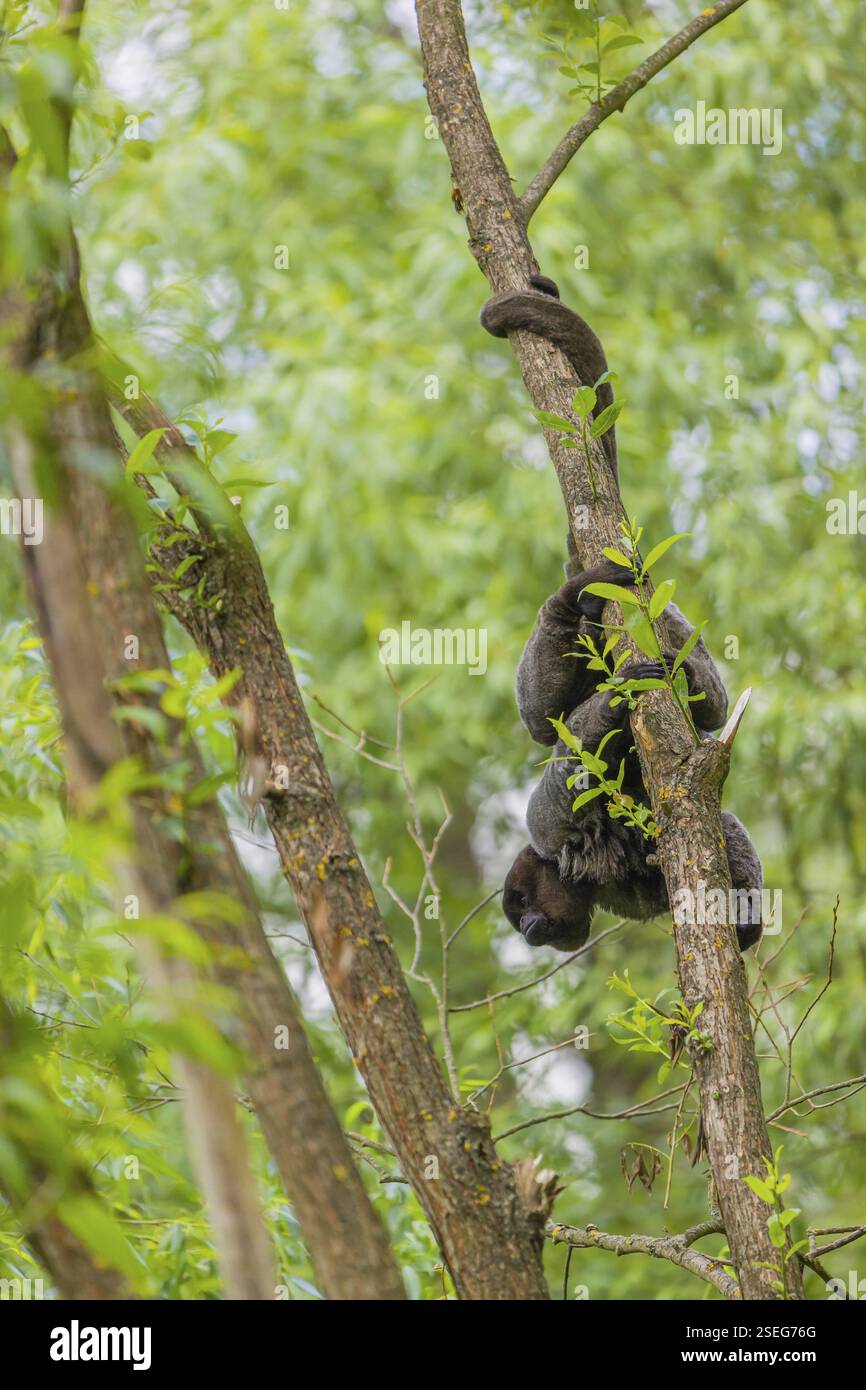 Ein gewöhnlicher Wollaffen, brauner Wollaffen oder Humboldts Wollaffen (Lagothrix lagothricha) klettert in einen Baum Stockfoto