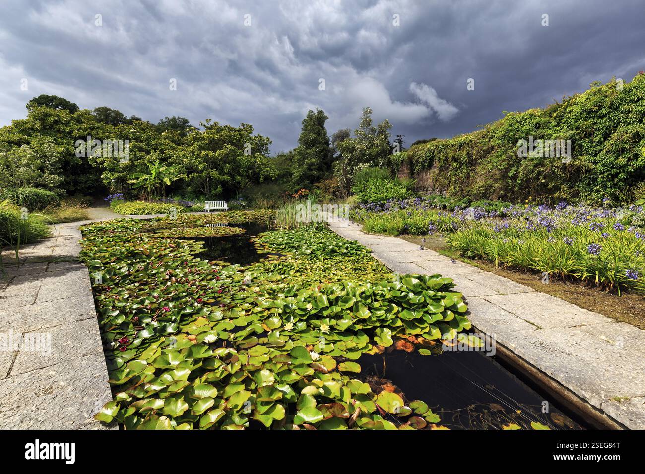 Seerosen auf einem Teich, Regenwolken, Mount Congreve Gardens, Gärten, County Waterford, Irland, Europa Stockfoto