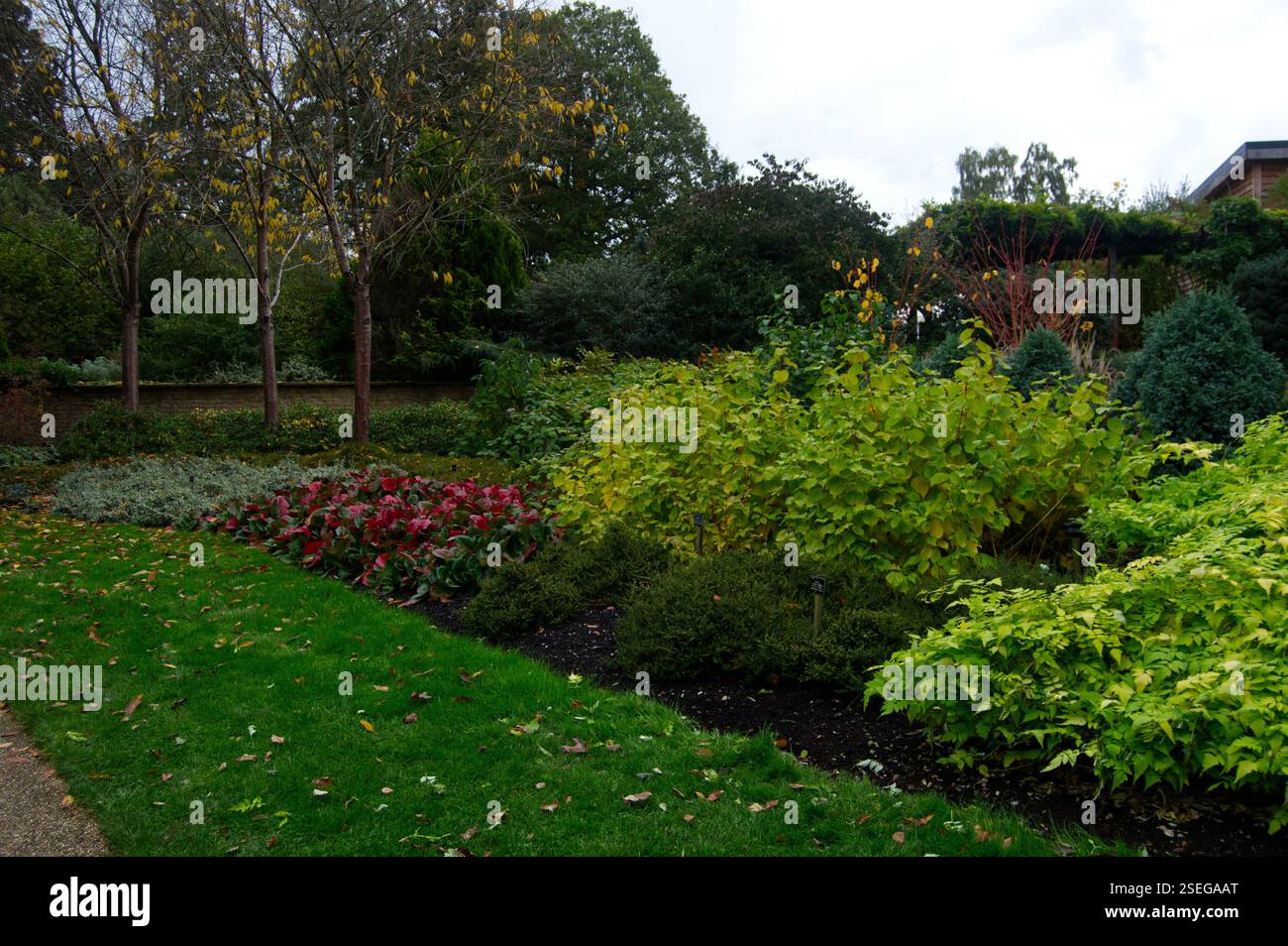 Mit Herbstblumen bepflanzte Grenzen, Savill Garden, England Stockfoto