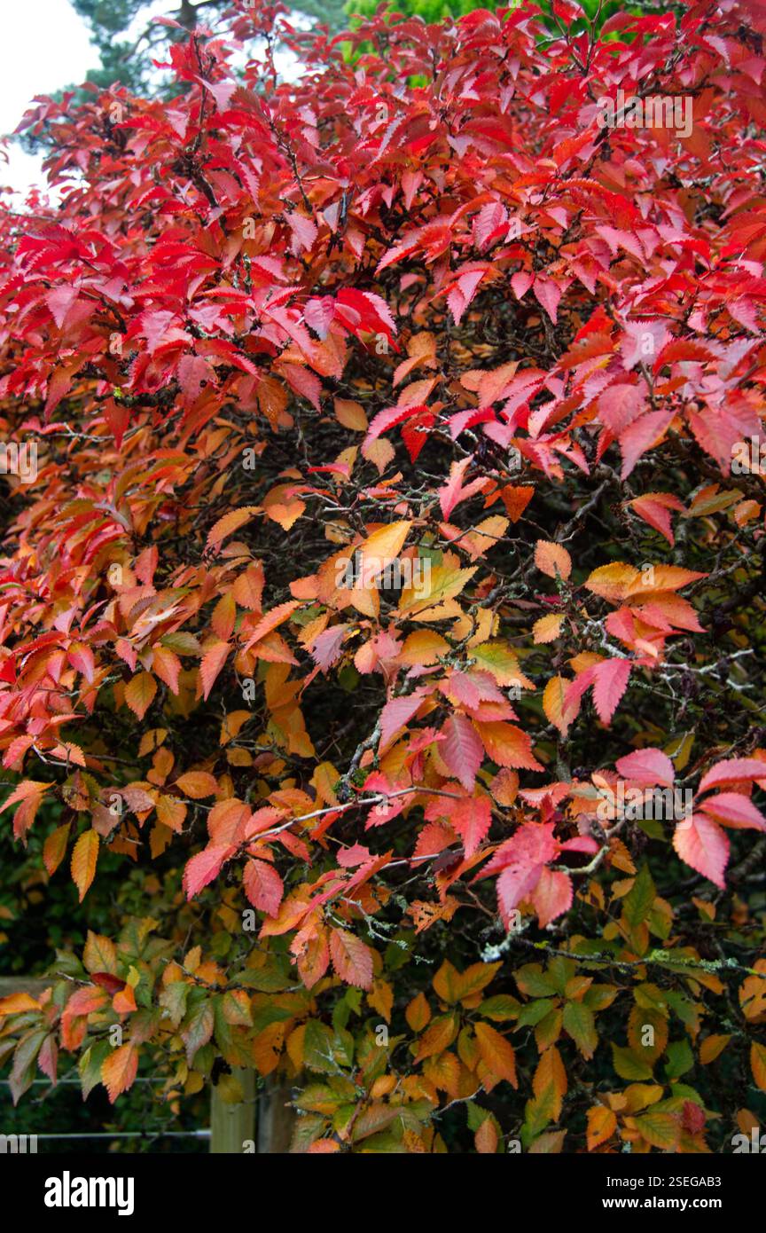 Herbstgrenze im Savill Garden, England Stockfoto