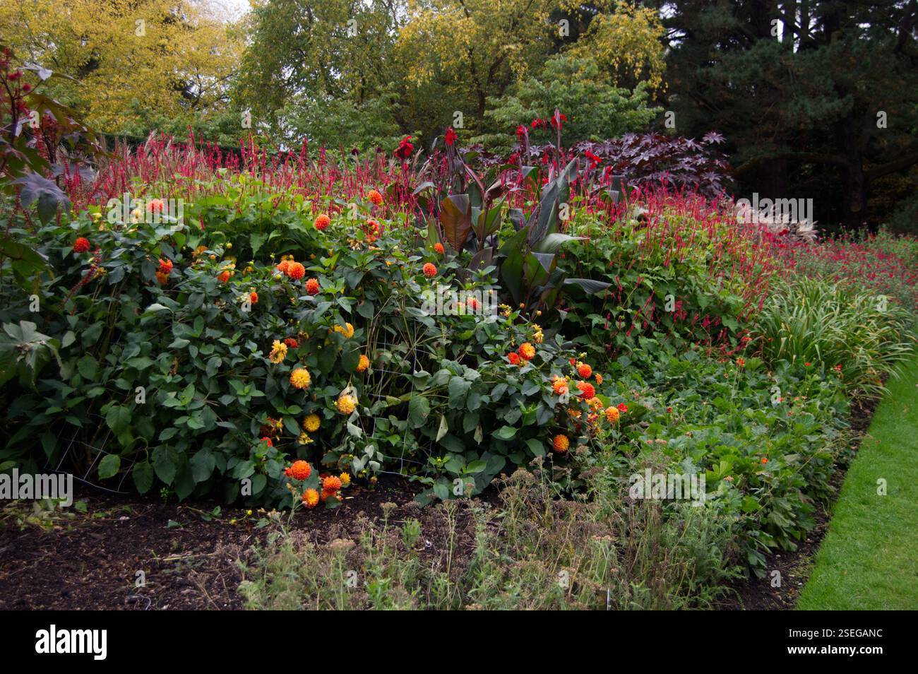 Mit Herbstblumen bepflanzte Grenzen, Savill Garden, England Stockfoto
