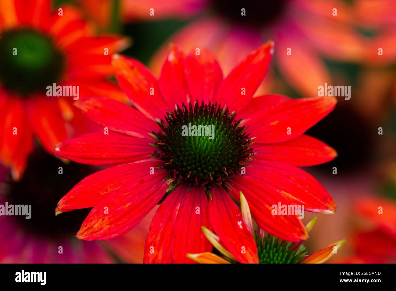 Rote Dahlienblume im Savill Garden, Windsor Great Park, England Stockfoto