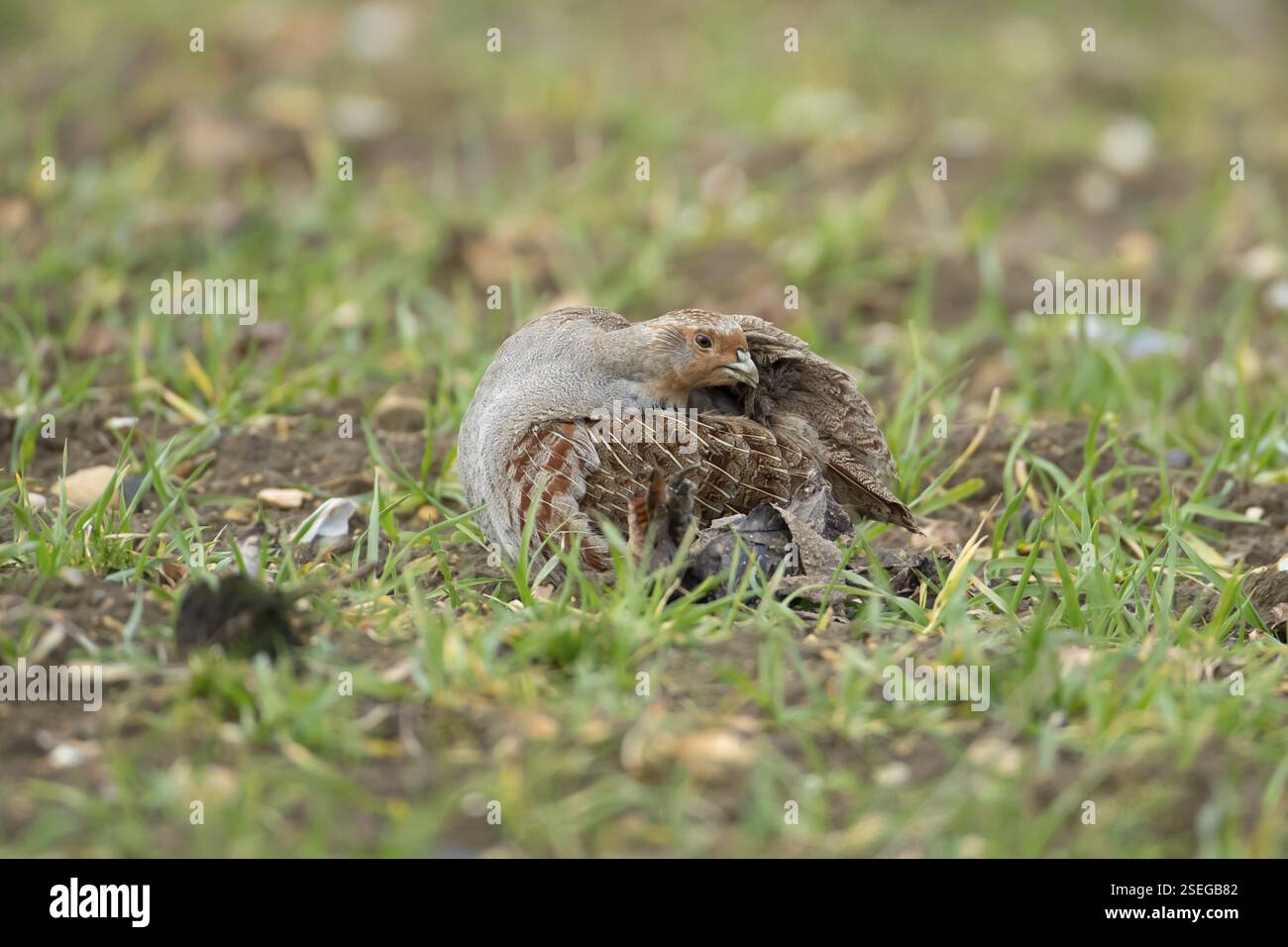 Graue oder ungarische oder englische Rebhühner (Perdix perdix) ausgewachsener Vogel auf einem landwirtschaftlichen Getreidefeld, England, Vereinigtes Königreich, Europa Stockfoto