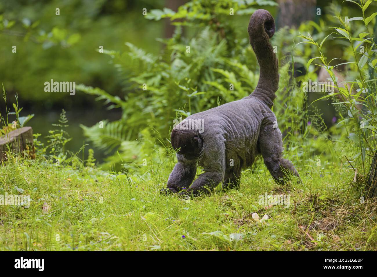 Ein gewöhnlicher Wollaffen, brauner Wollaffen oder Humboldts Wollaffen (Lagothrix lagothricha) läuft auf dem Waldboden und sammelt Nahrung Stockfoto