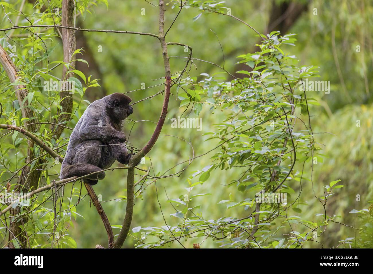 Ein gewöhnlicher Wollaffen, brauner Wollaffen oder Humboldts Wollaffen (Lagothrix lagothricha) klettert in einen Baum Stockfoto