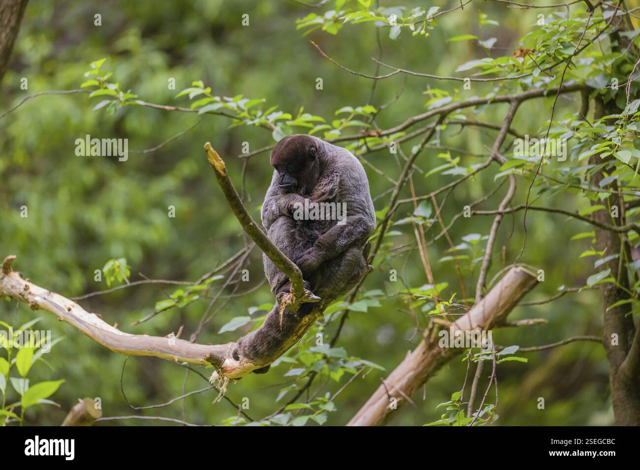 Ein gewöhnlicher Wollaffen, brauner Wollaffen oder Humboldts Wollaffen (Lagothrix lagothricha) sitzt in einem Baum Stockfoto